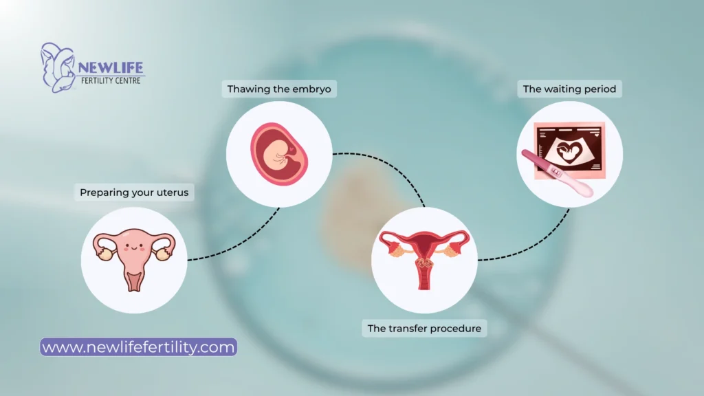 Step by step frozen embryo transfer process ensures effective treatment.